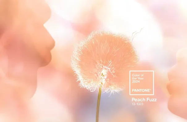 Pantone 2024 Yılın Rengi- Peach Fuzz: Sıcaklığı Kucaklayın